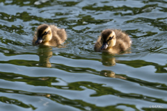 カルガモ親子4