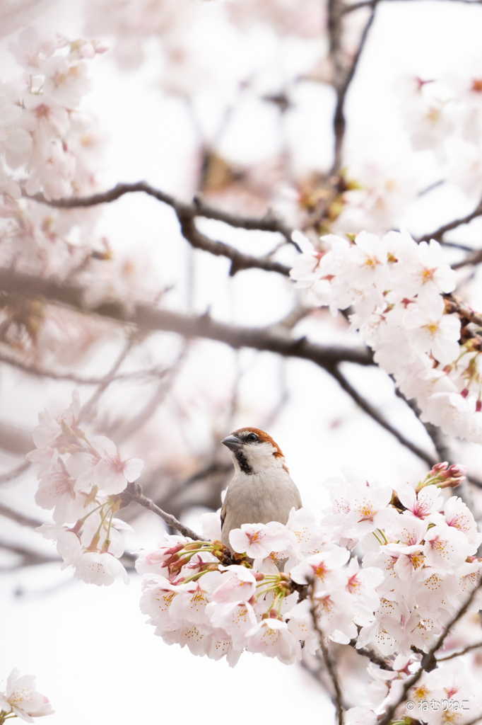 ニュウナイスズメ2