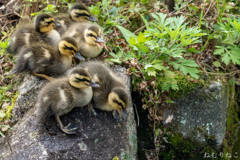 カルガモの子供５