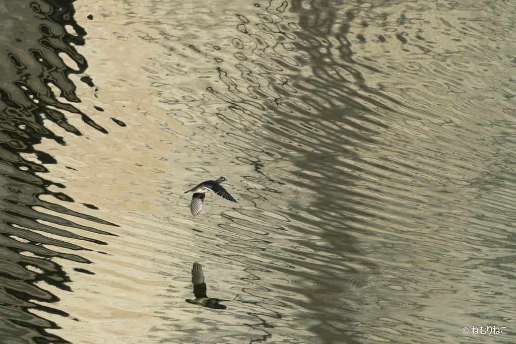 ダム湖のオシドリ6