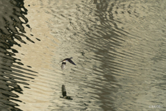 ダム湖のオシドリ6