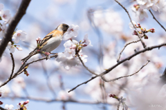 桜と花鶏4