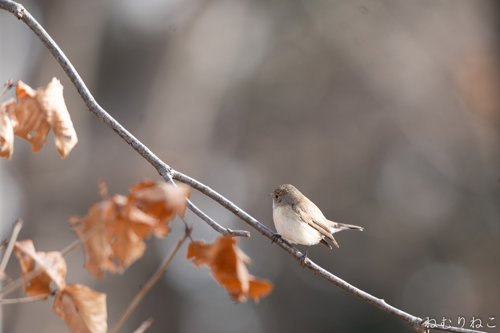 ニシオジロビタキ３