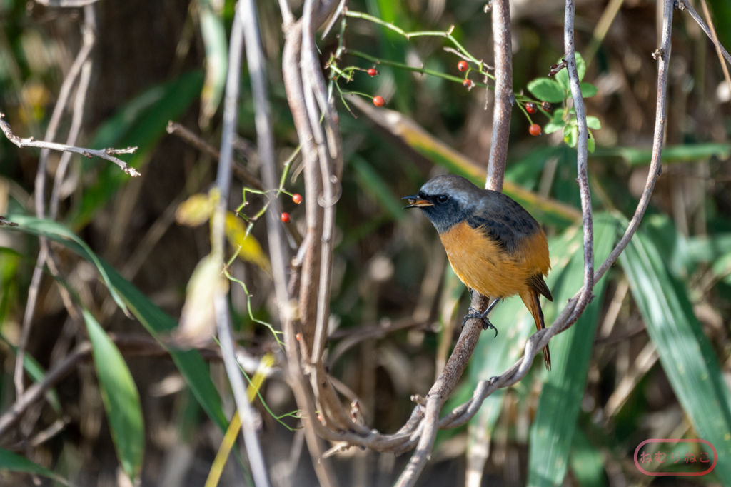 ジョウビタキ３