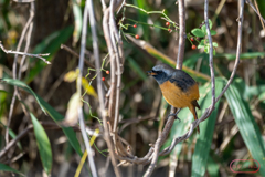 ジョウビタキ３