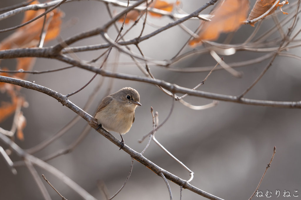 ニシオジロビタキ４