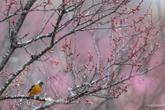 梅のジョウビタキ4