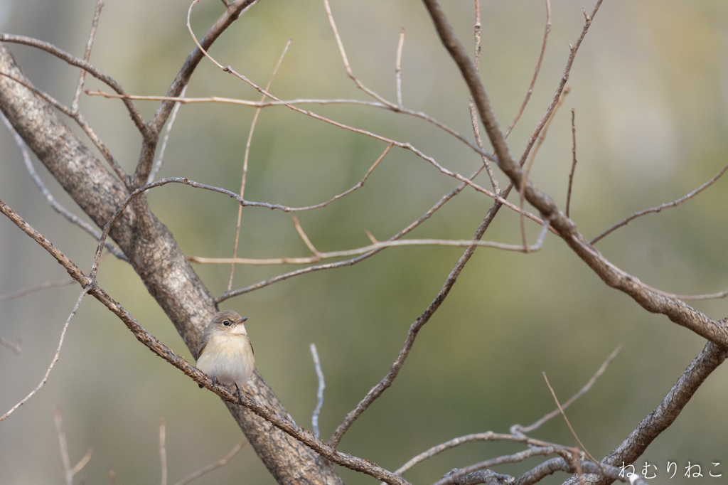 ニシオジロビタキ１