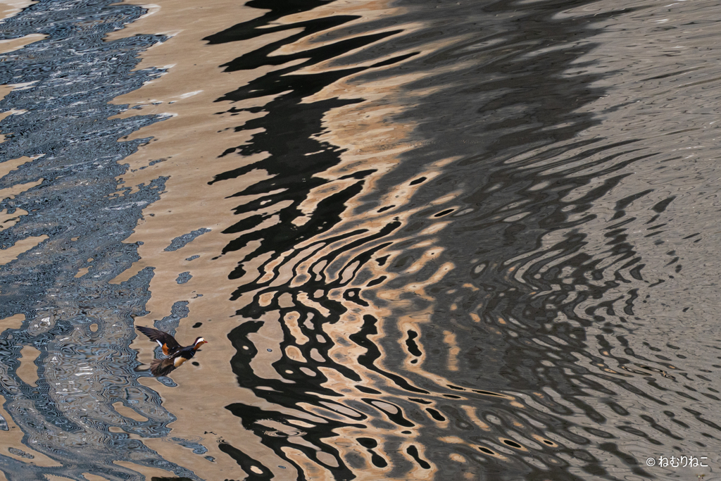 ダム湖のオシドリ5