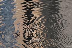 ダム湖のオシドリ5