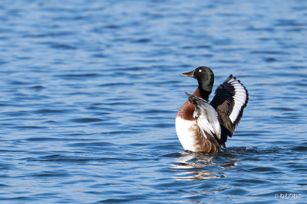 パタパタ　アカハジロ1