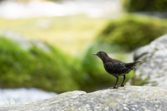 カワガラスの幼鳥4