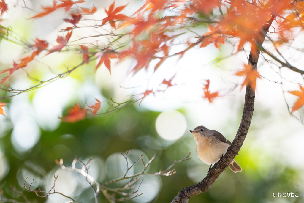 ニシオジロビタキ3
