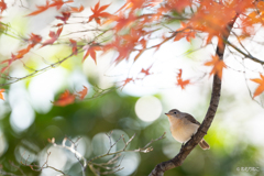 ニシオジロビタキ3