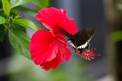 花と蝶②