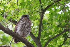 アオバズクの雛7