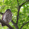 アオバズクの雛7