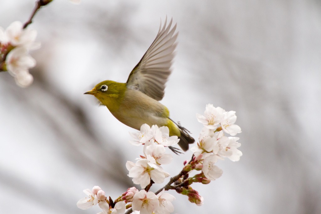 桜とメジロ