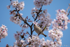 桜ニュウナイズズメ２