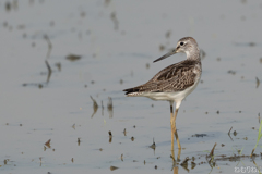 アオアシシギ3