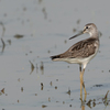 アオアシシギ3