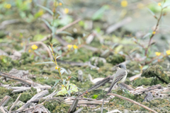 キタツメナガセキレイ2 キタツメナガセキレイ2
