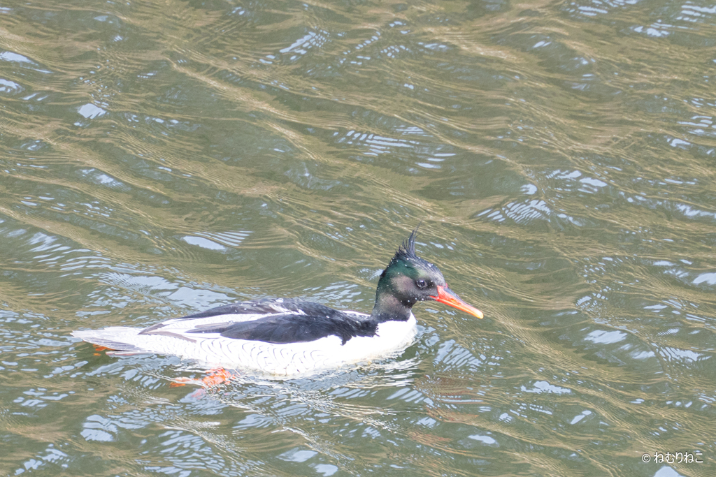 コウライアイサ9