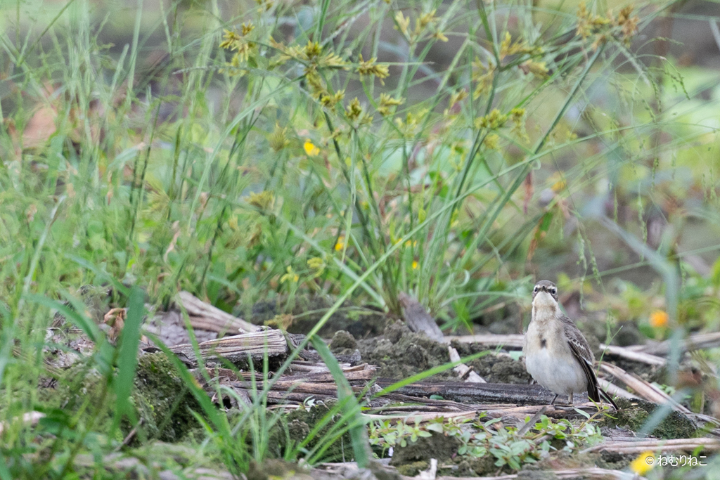 ツメナガセキレイ5
