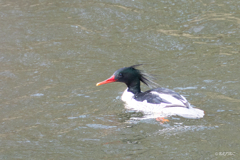 コウライアイサ10