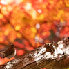 紅葉とニシオジロビタキ2