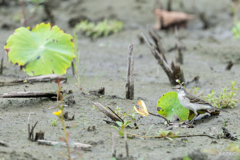 ツメナガセキレイ1 ツメナガセキレイ1