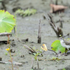 ツメナガセキレイ1