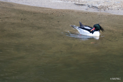 コウライアイサ1