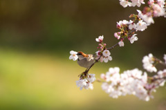 ニュウナイスズメと桜