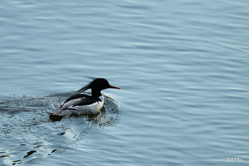 コウライアイサ3