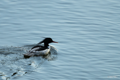 コウライアイサ3