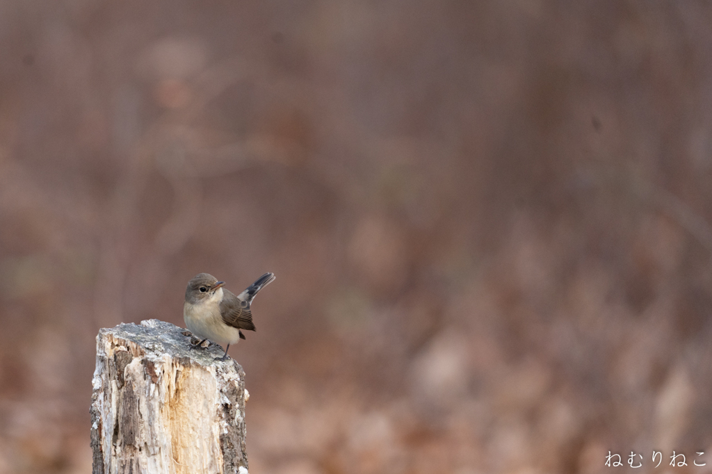 ニシオジロビタキ７