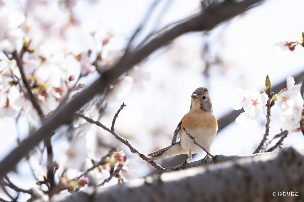 桜と花鶏1