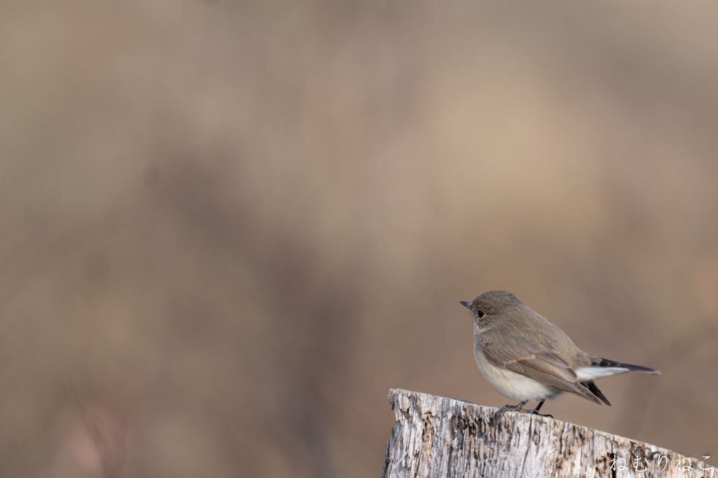 ニシオジロビタキ２