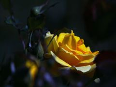 IMG_0385_edited-1_R
