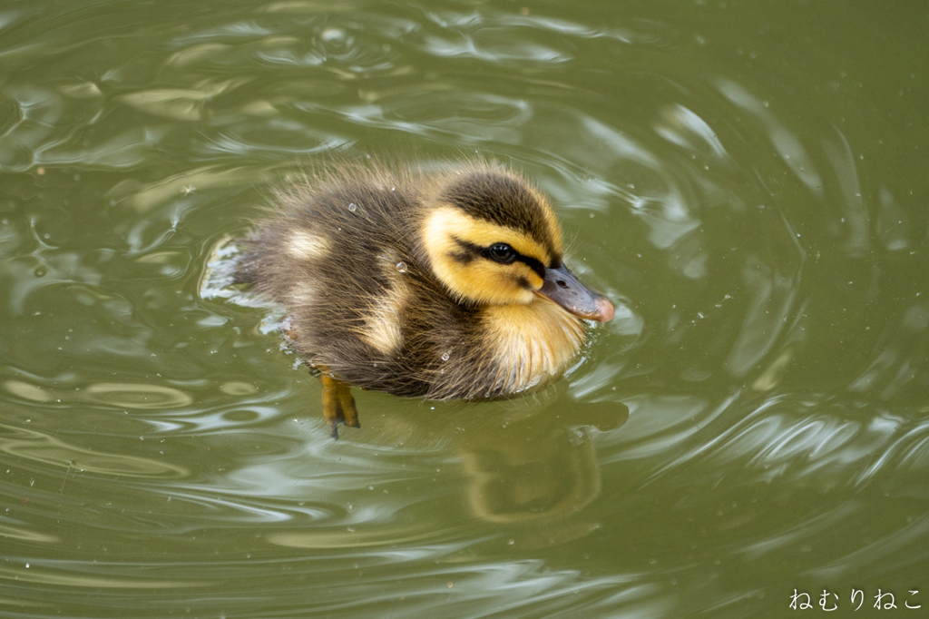 カルガモの子供７