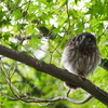 アオバズクの雛6