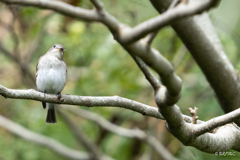 里山の鳥たち3