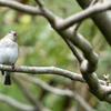 里山の鳥たち3