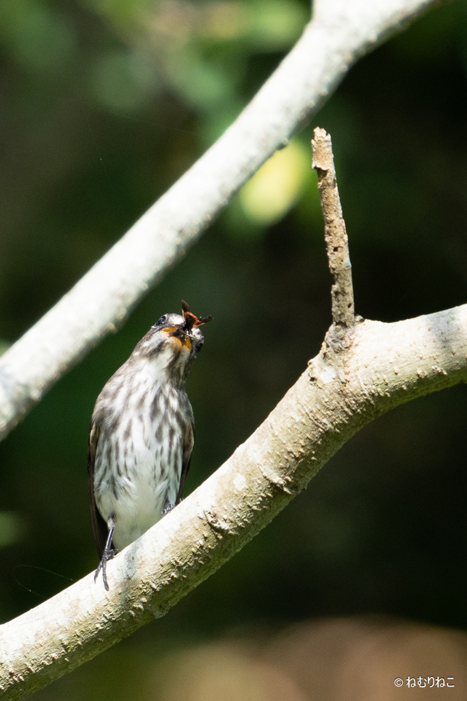里山の鳥たち6