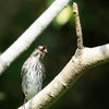 里山の鳥たち6