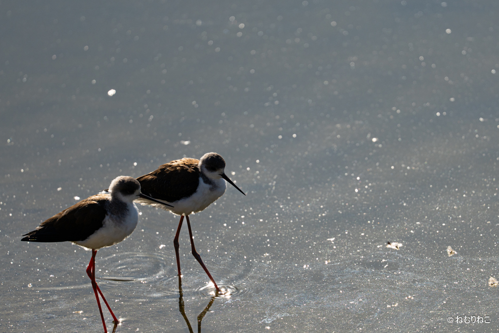 セイタカシギ12