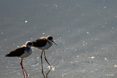 セイタカシギ12