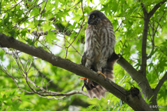アオバズクの雛4