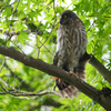 アオバズクの雛4